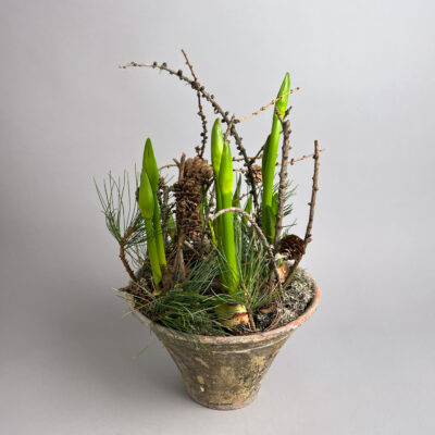 Amaryllisknollen im Harztopf