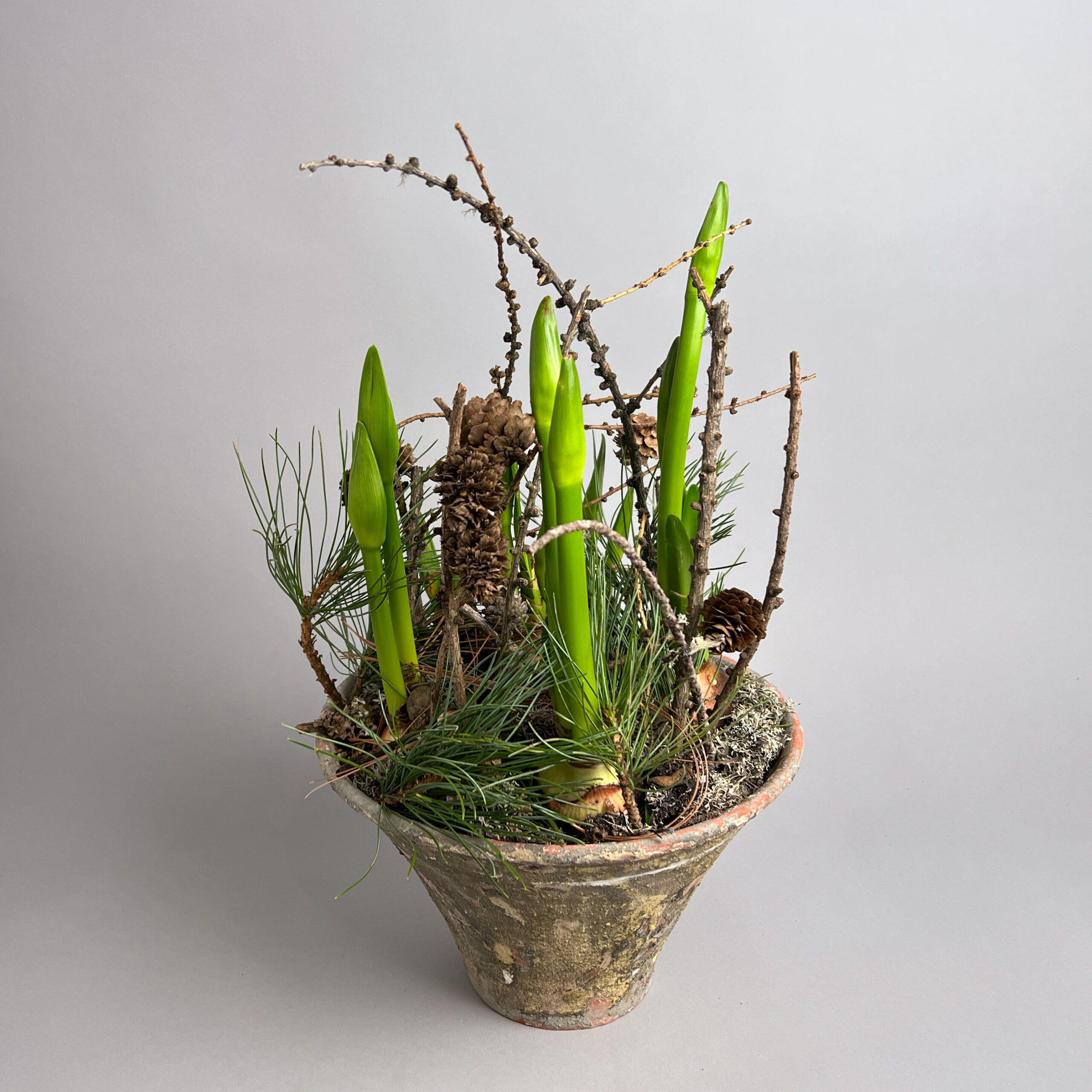 Amaryllisknollen im Harztopf