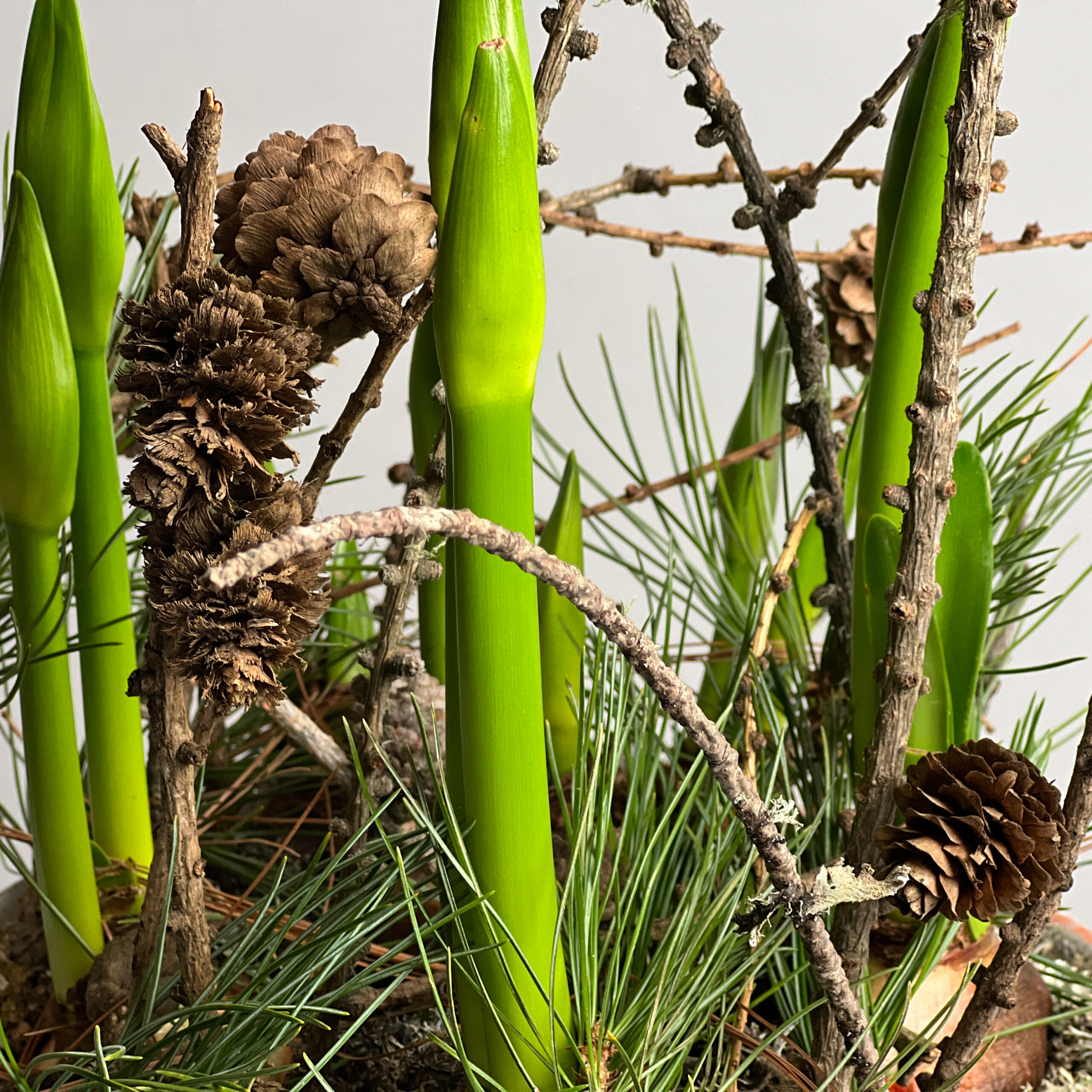 Amaryllisknollen im Harztopf – Bild 2