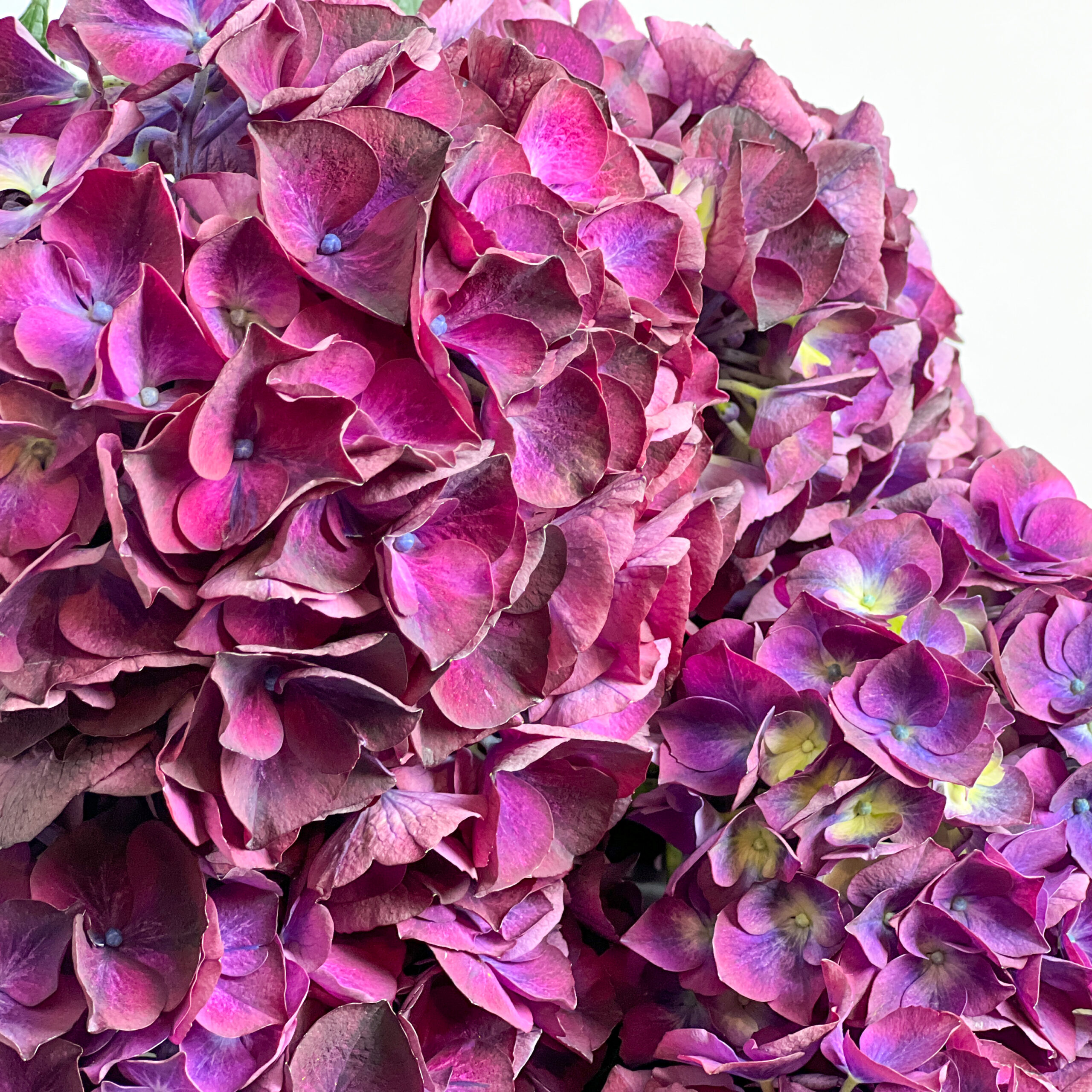 Strauss mit violett Hortensien – Bild 2