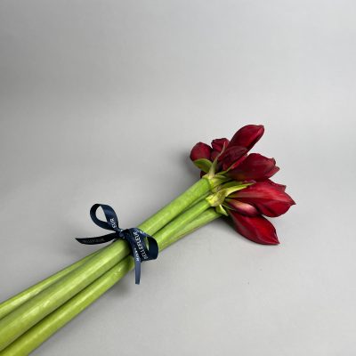 Strauss Amaryllis rot