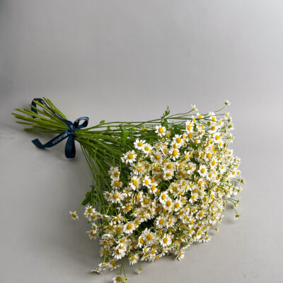 Bouquet of chamomile