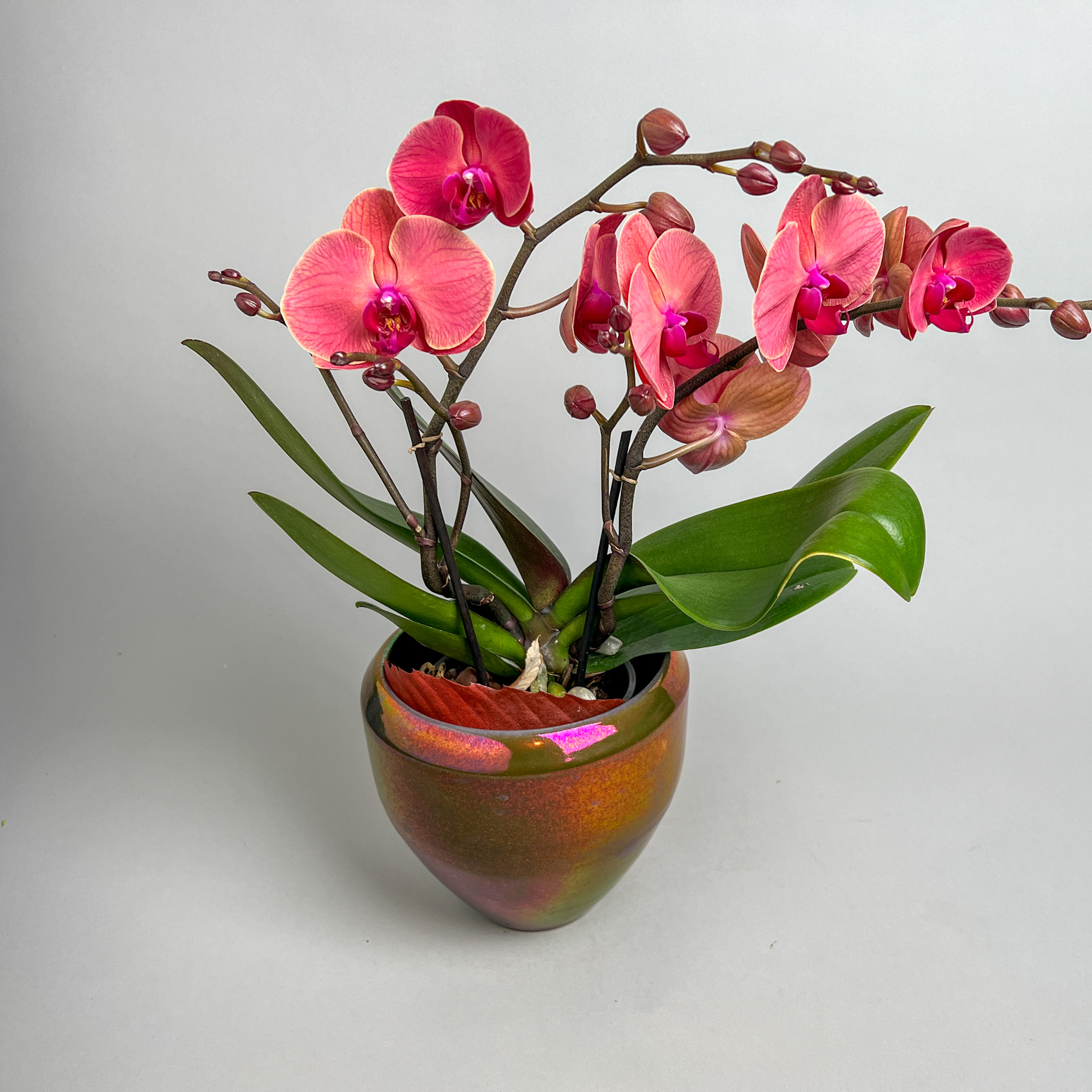 Phalaenopsis bordeaux in Mobach Gefäss