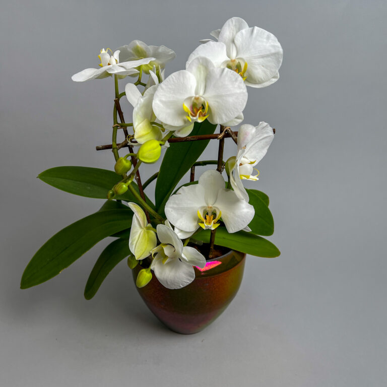 Weisse Orchidee in Mobach Gefäss