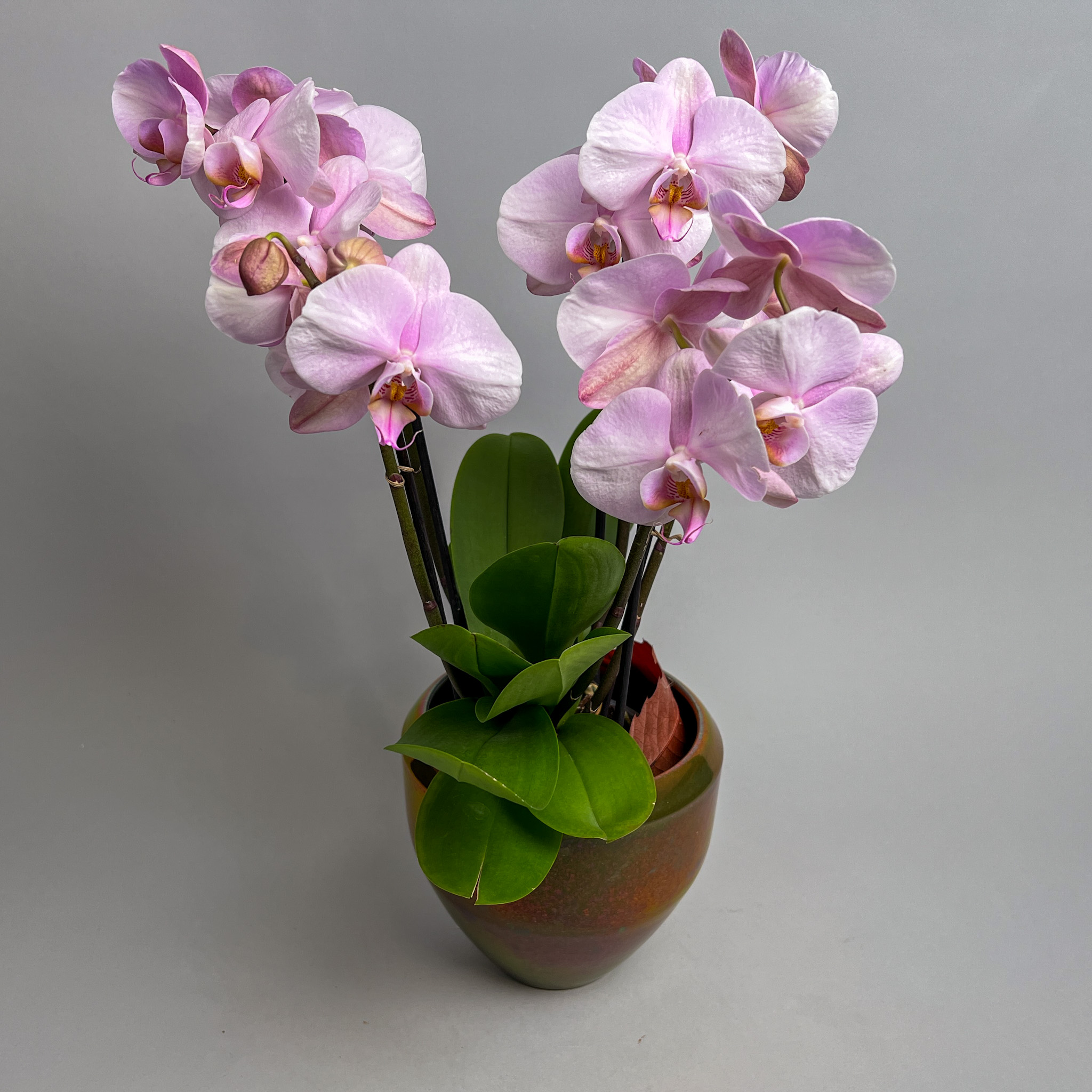 Pink orchid in a mobach vessel