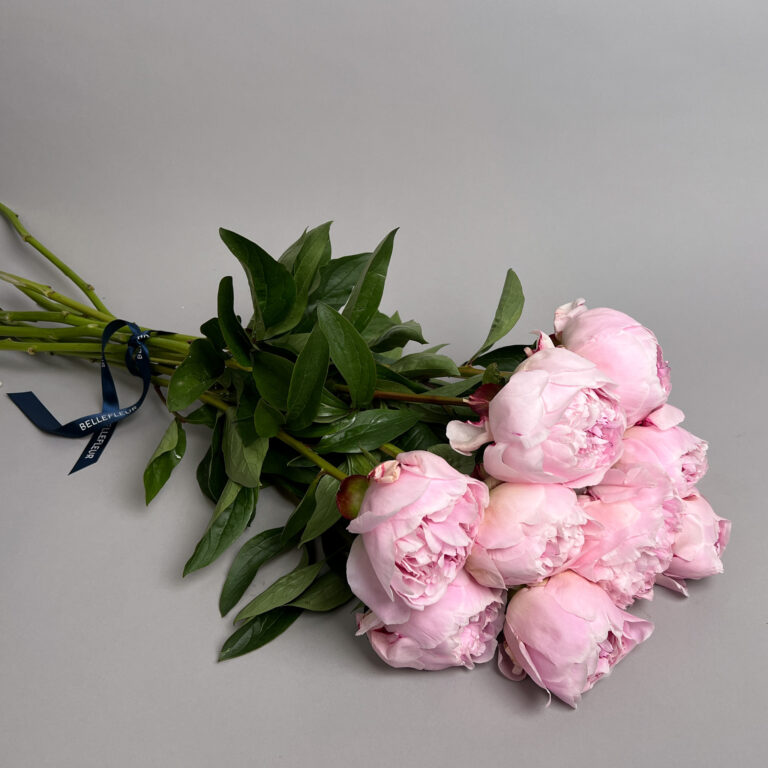 Peonies " Sarah Bernhard"