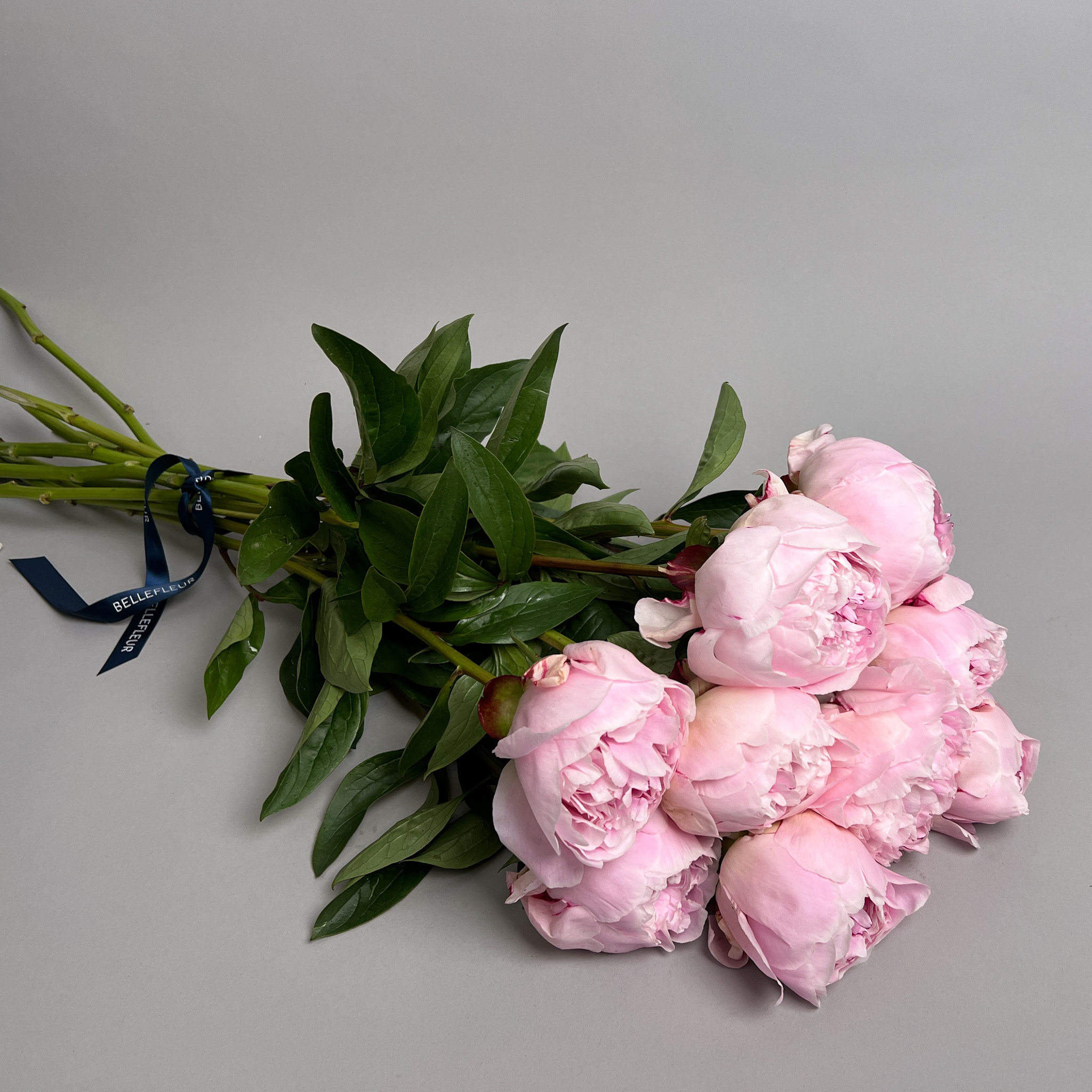 Peonies " Sarah Bernhard"