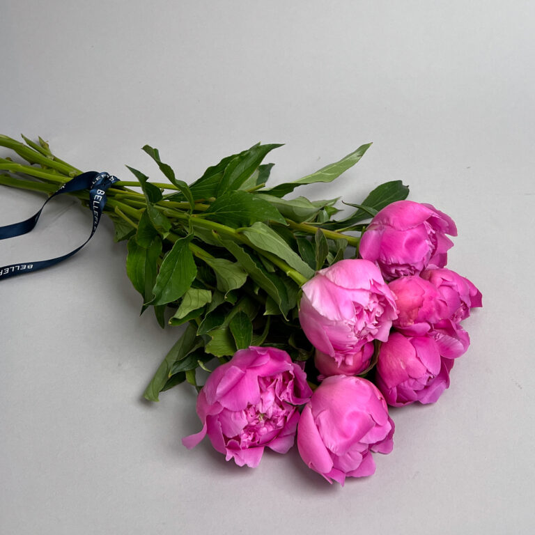 Peonies "Alexander Fleming"