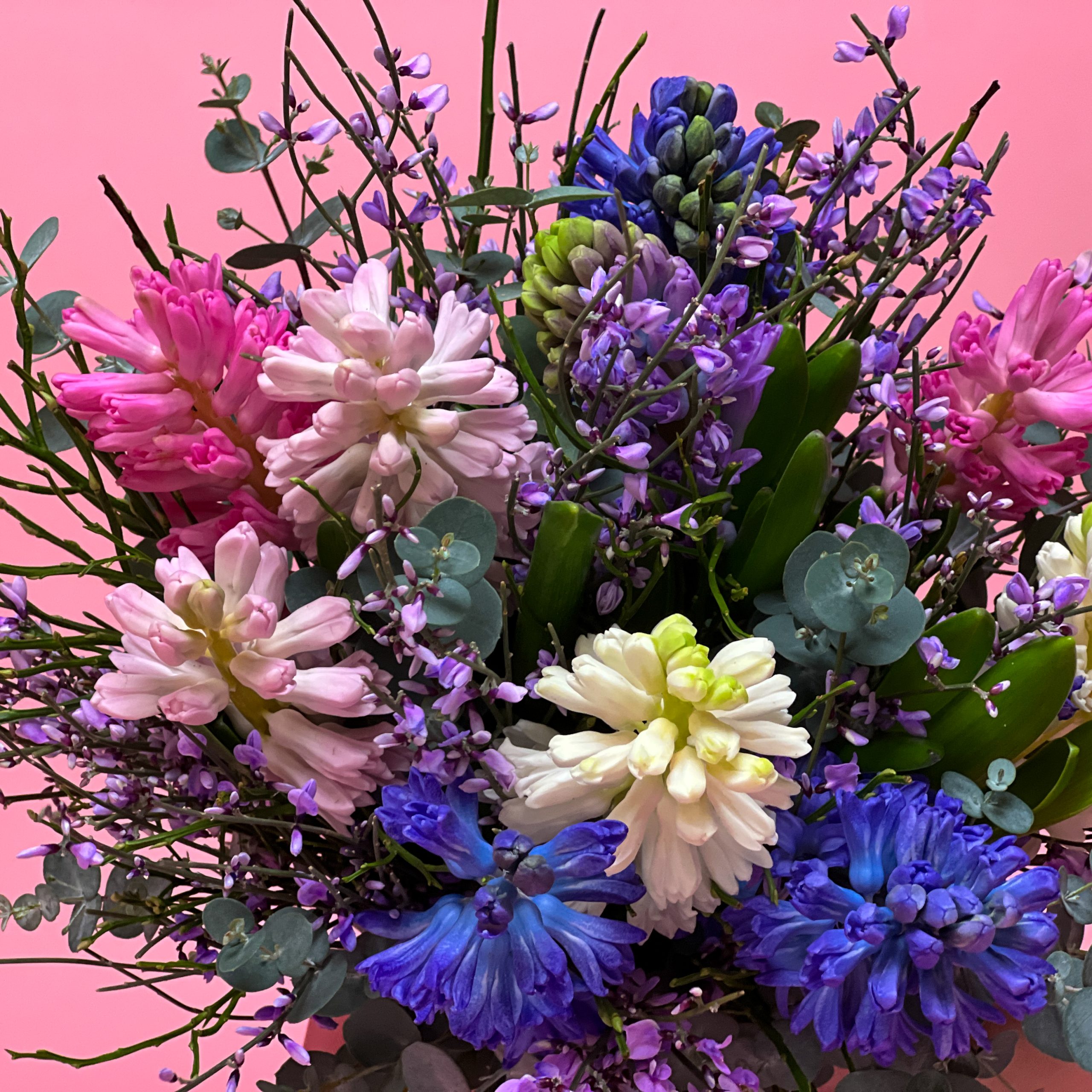 Hyazinthe mit Ginster – Bild 2