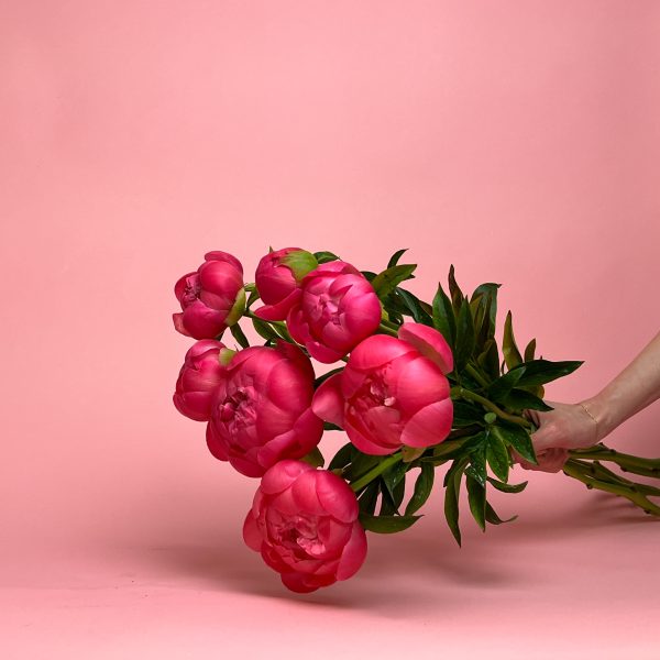 Peonies "Coral Charm"