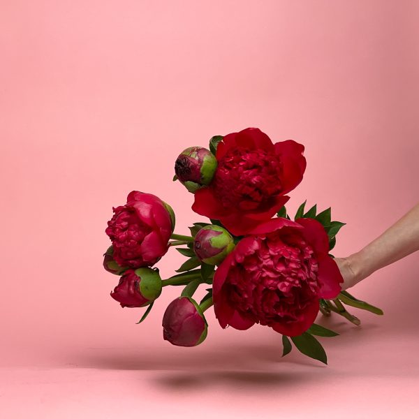 Peonies " Performance"