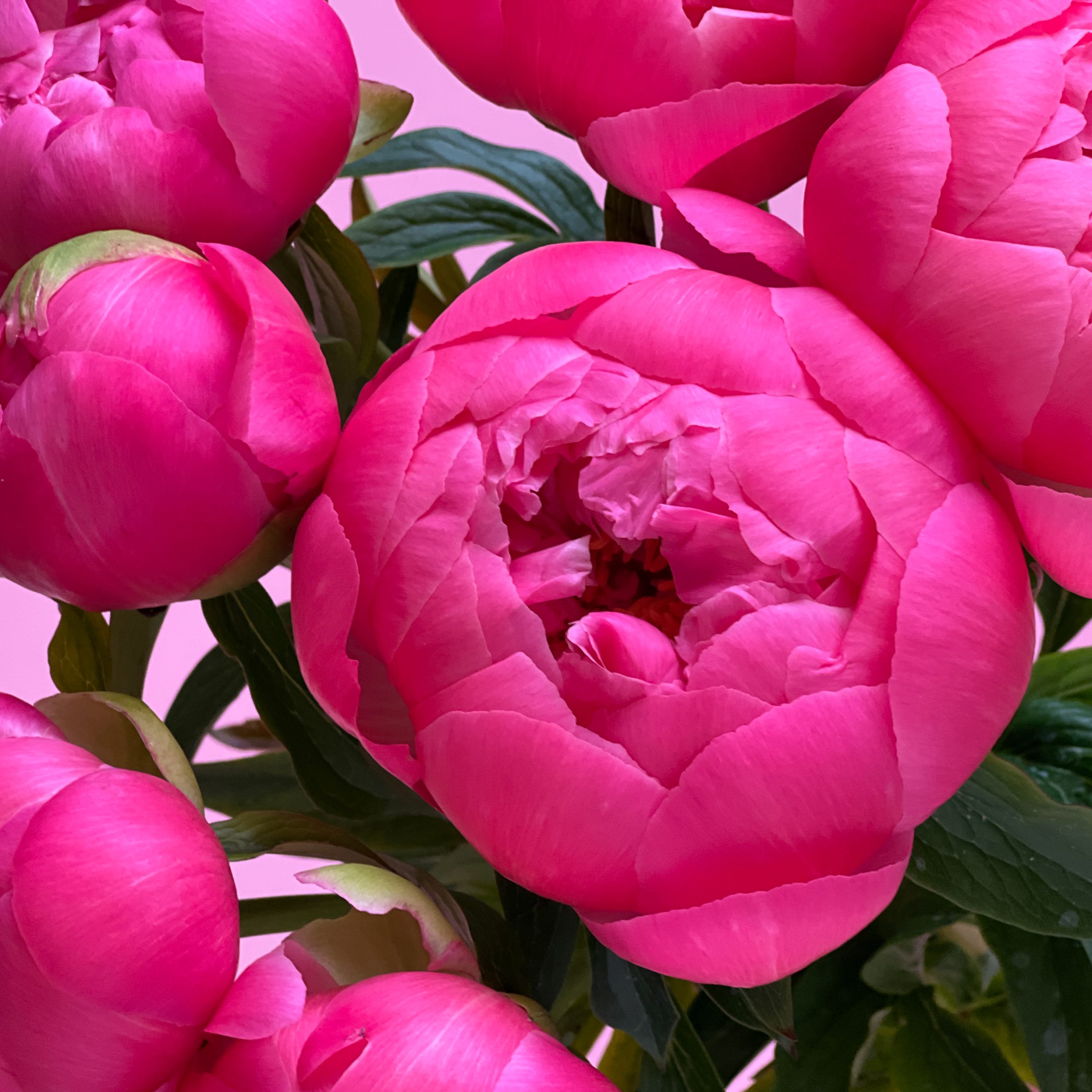 Pfingstrosen "Coral Charm" – Bild 2